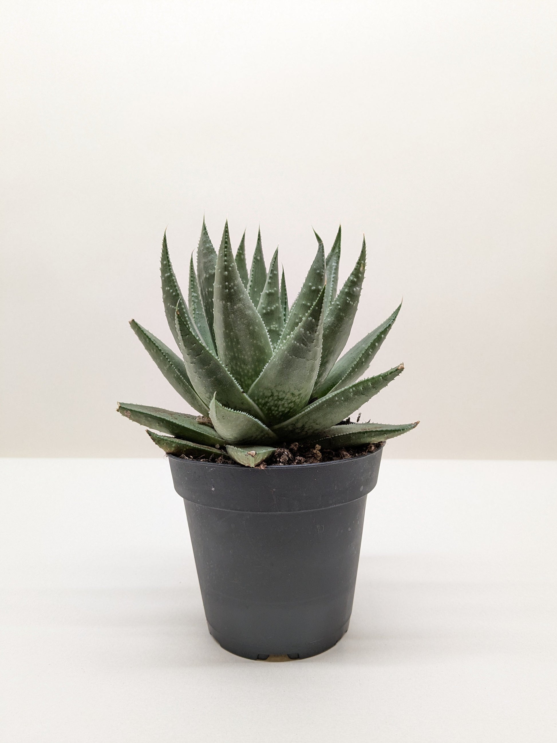 Succulent Haworthia Savanna potted houseplant in a black container with spiky green leaves on Tampa Home & Garden Store
