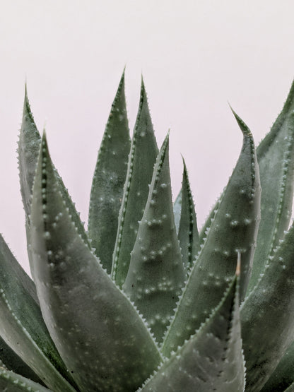 Potted Haworthia Savanna succulent with green-gray serrated leaves, Rooted Treasures Farms on Tampa Home & Garden Store