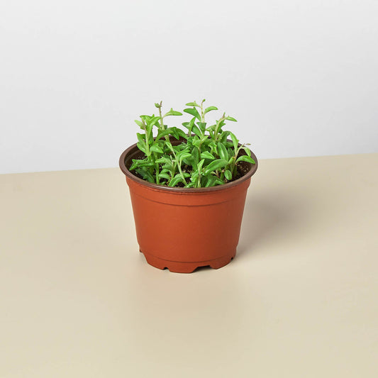 Succulent String of Dolphins in a brown pot with green leaves House Plant Shop on Tampa Home & Garden Store
