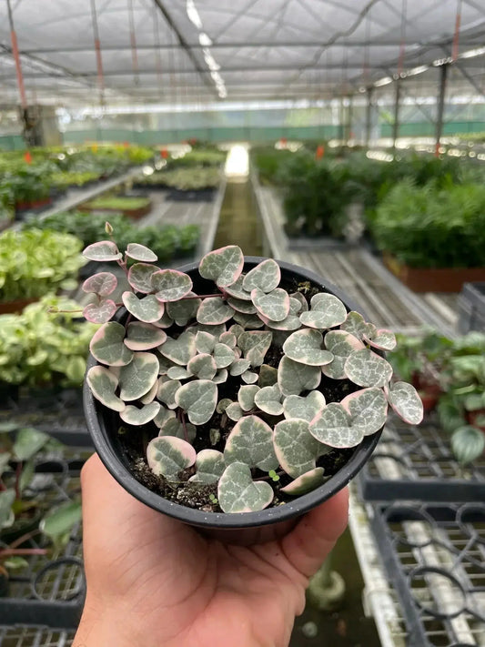 String of Hearts Variegated potted houseplant with pink-edged leaves on Tampa Home & Garden Store