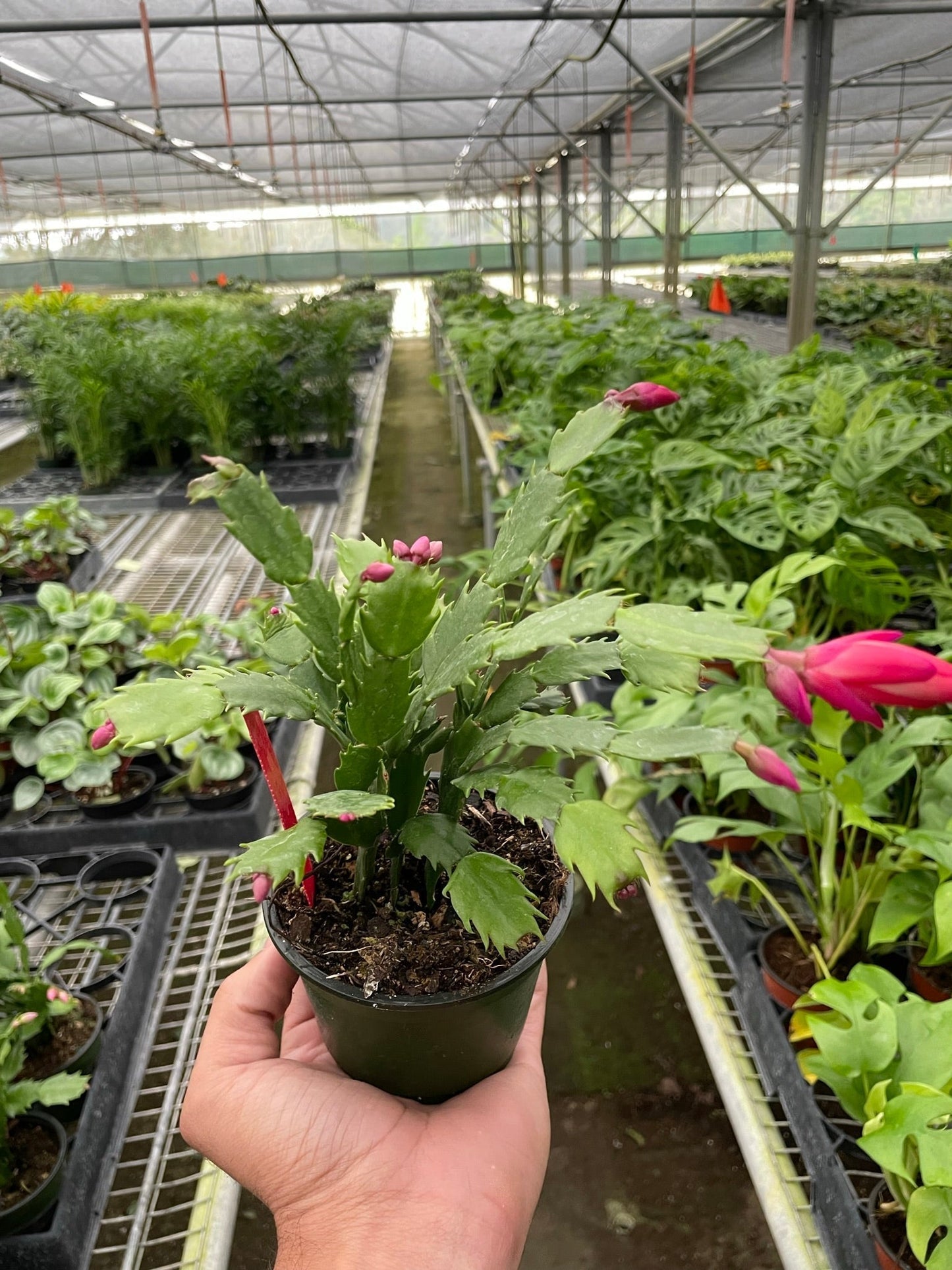 Zygocactus Christmas Cactus in pot with pink buds and green leaves Rooted Treasures Farms on Tampa Home & Garden Store