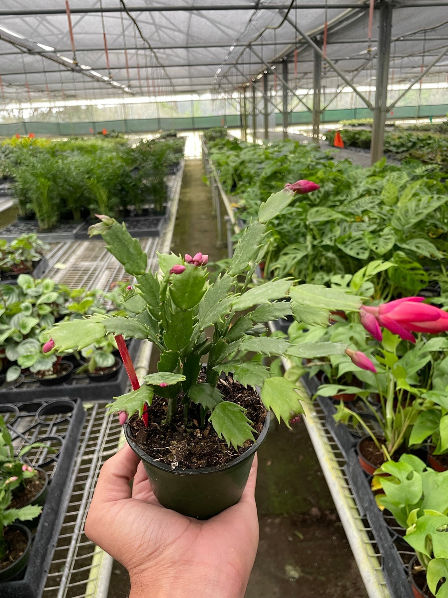 Zygocactus Christmas Cactus in pot with pink buds and green leaves Rooted Treasures Farms on Tampa Home & Garden Store
