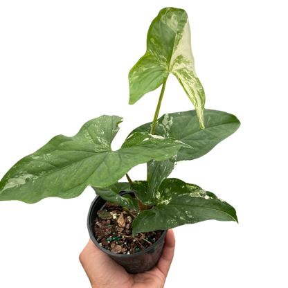Syngonium Albo Variegata Plant With White Foliage
