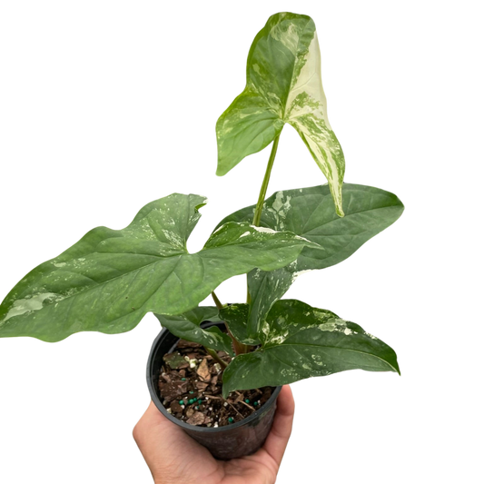 Syngonium Albo Variegata indoor plant with green-cream leaves in pot House Plant Shop on Tampa Home & Garden Store