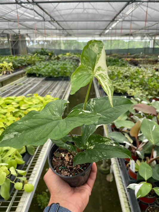 Syngonium Albo Variegata indoor plant in pot with green and white variegated leaves on Tampa Home & Garden Store