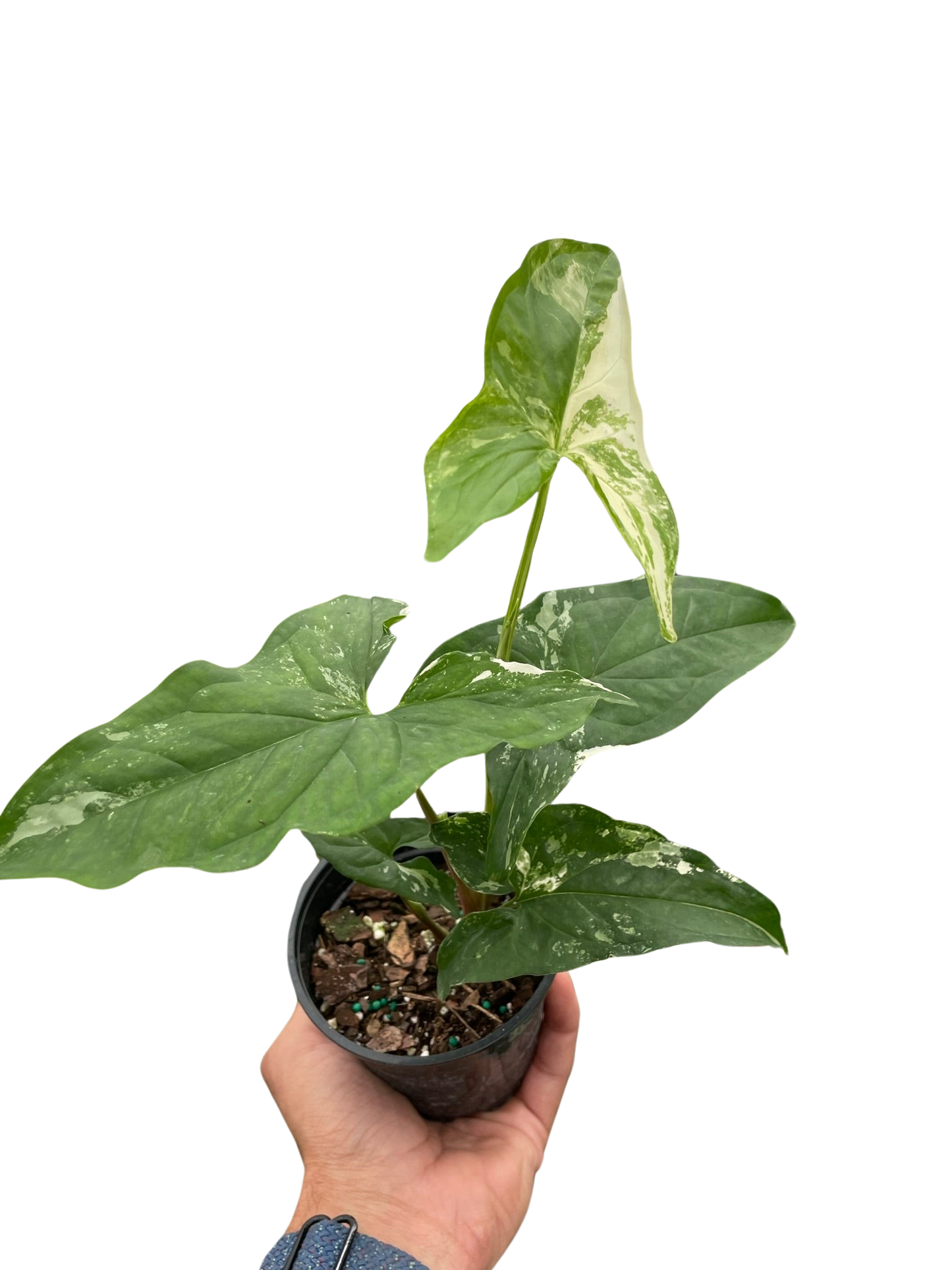 Syngonium Albo Variegata Plant With White Foliage