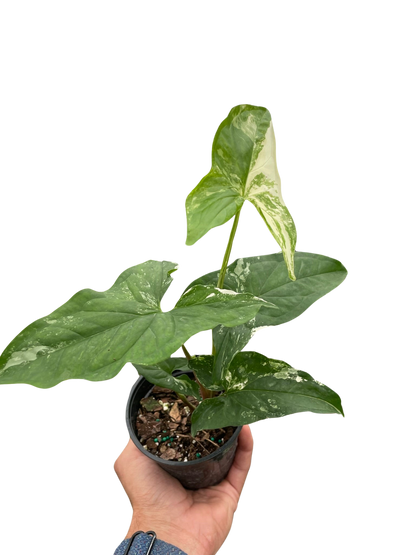 Syngonium Albo Variegata Plant With White Foliage