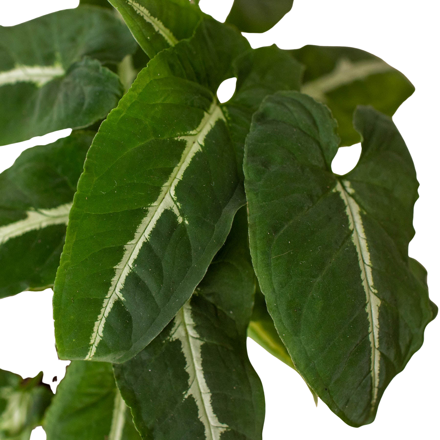 Syngonium wendlandii Black Velvet indoor plant with dark velvety leaves and pale variegation on Tampa Home & Garden Store