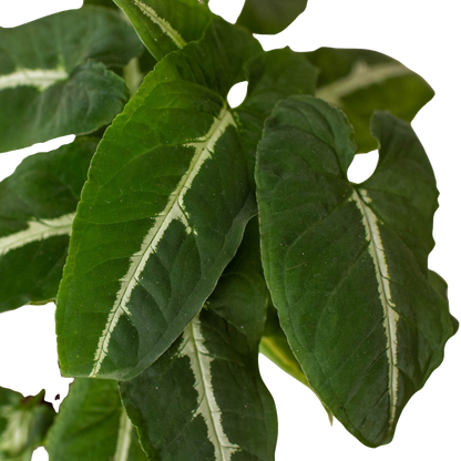 Syngonium wendlandii Black Velvet indoor plant with dark velvety leaves and pale variegation on Tampa Home & Garden Store