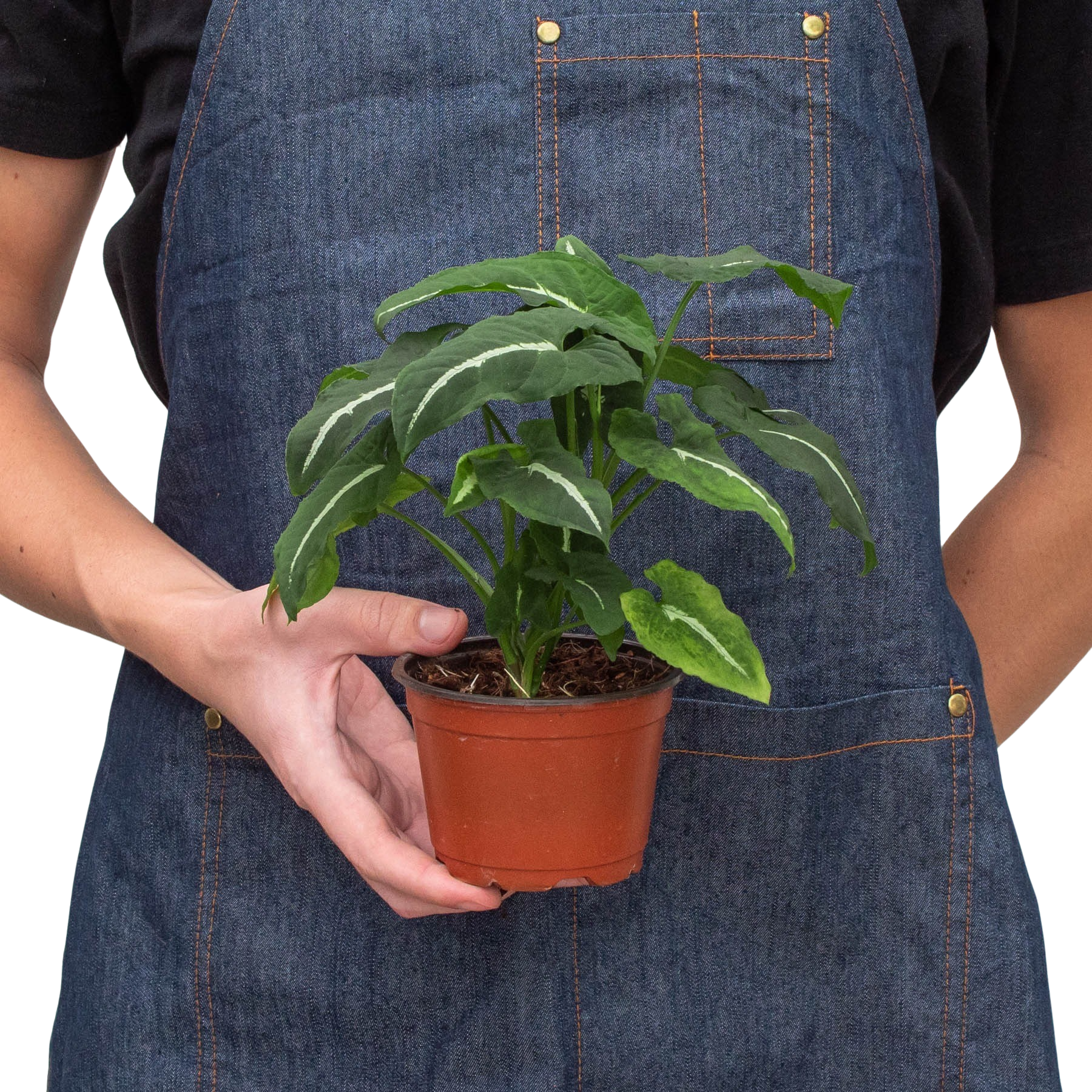 Syngonium wendlandii Black Velvet potted plant with variegated green leaves in terracotta pot on Tampa Home & Garden Store
