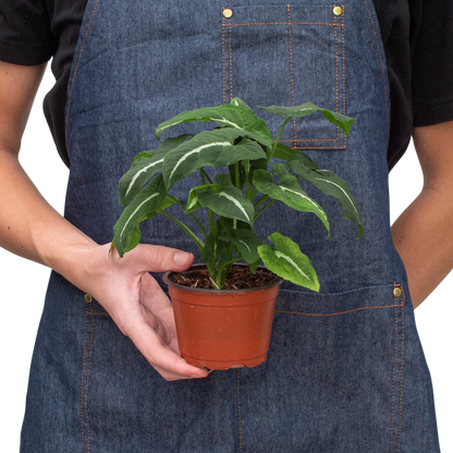 Syngonium wendlandii Black Velvet potted plant with variegated green leaves in terracotta pot on Tampa Home & Garden Store