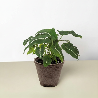 Syngonium wendlandii Black Velvet indoor plant in a brown textured pot with green leaves on Tampa Home & Garden Store