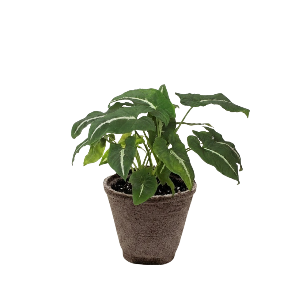 Syngonium wendlandii Black Velvet indoor plant in a pot with green leaves and pale veins on Tampa Home & Garden Store