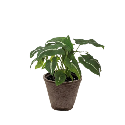 Syngonium wendlandii Black Velvet indoor plant in a pot with green leaves and pale veins on Tampa Home & Garden Store