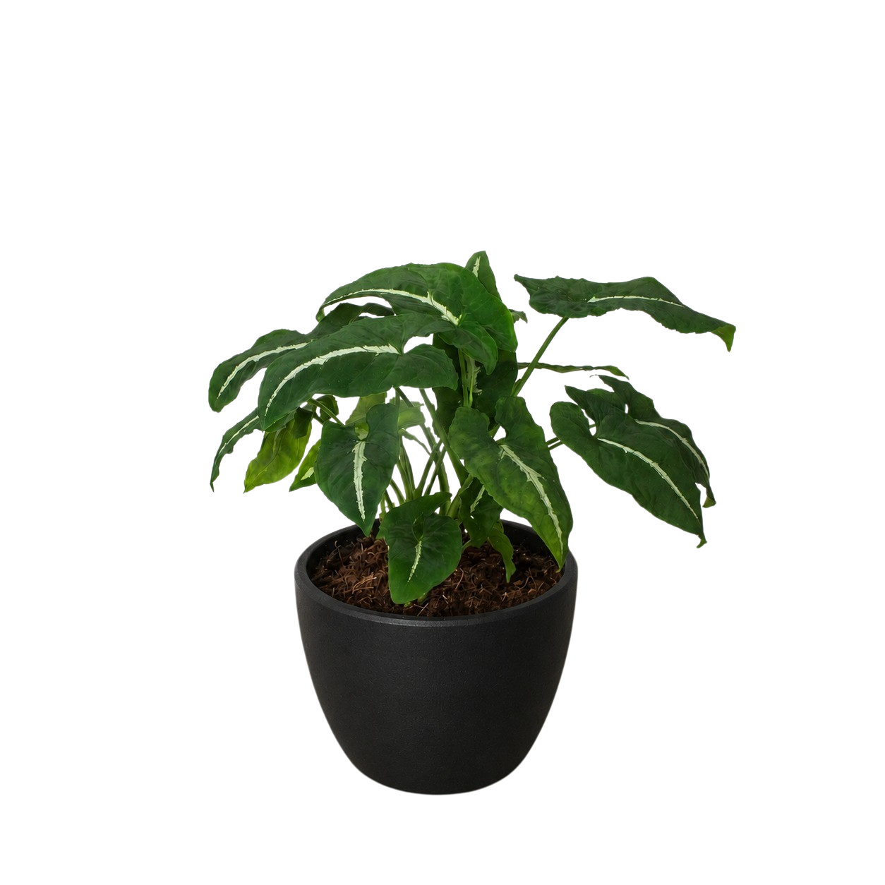 Syngonium wendlandii Black Velvet indoor plant with dark green leaves in black pot on Tampa Home & Garden Store