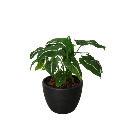 Syngonium wendlandii Black Velvet indoor plant with dark green leaves in black pot on Tampa Home & Garden Store