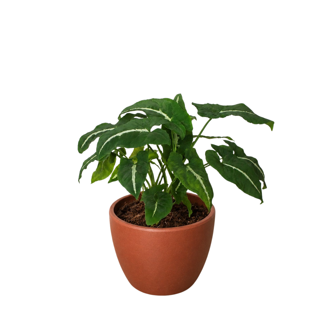Syngonium wendlandii Black Velvet indoor plant in terracotta pot Rooted Treasures Farms on Tampa Home & Garden Store