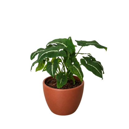 Syngonium wendlandii Black Velvet indoor plant in terracotta pot Rooted Treasures Farms on Tampa Home & Garden Store