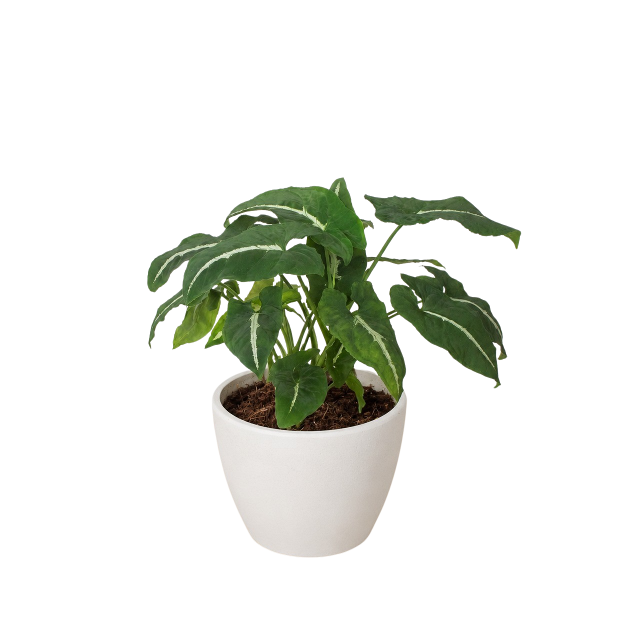 Syngonium wendlandii Black Velvet indoor potted plant with green leaves and white midrib on Tampa Home & Garden Store