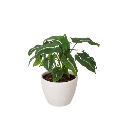 Syngonium wendlandii Black Velvet indoor potted plant with green leaves and white midrib on Tampa Home & Garden Store