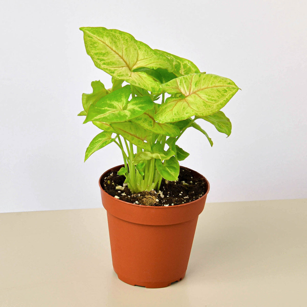 Syngonium Gold indoor plant with lime-yellow variegated leaves in a terracotta pot on Tampa Home & Garden Store