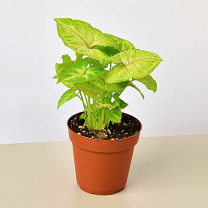 Syngonium Gold indoor plant with lime-yellow variegated leaves in a terracotta pot on Tampa Home & Garden Store