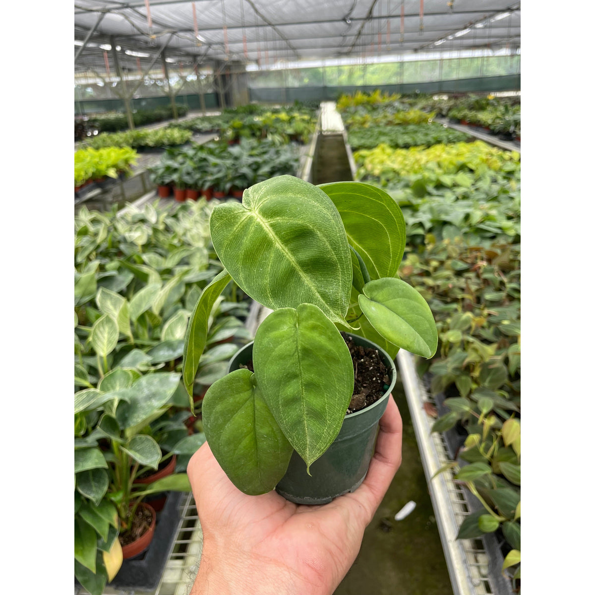 Syngonium Ice Frost plant in pot with green leaves and pale veining on Tampa Home & Garden Store