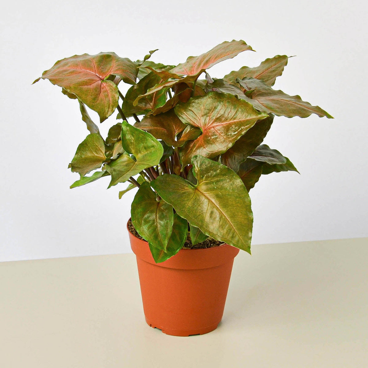 Syngonium Merry indoor plant copper-green leaves in a terracotta pot House Plant Shop on Tampa Home & Garden Store