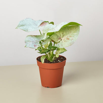 Syngonium Milk Confetti indoor plant with variegated cream leaves in a terracotta pot on Tampa Home & Garden Store
