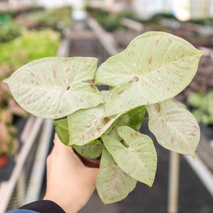 Syngonium Milk Confetti indoor plant with variegated pale green leaves and pink speckles on Tampa Home & Garden Store