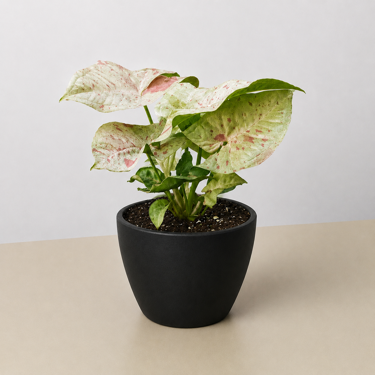 Syngonium Milk Confetti indoor plant with pink-cream speckled leaves in a black pot on Tampa Home & Garden Store