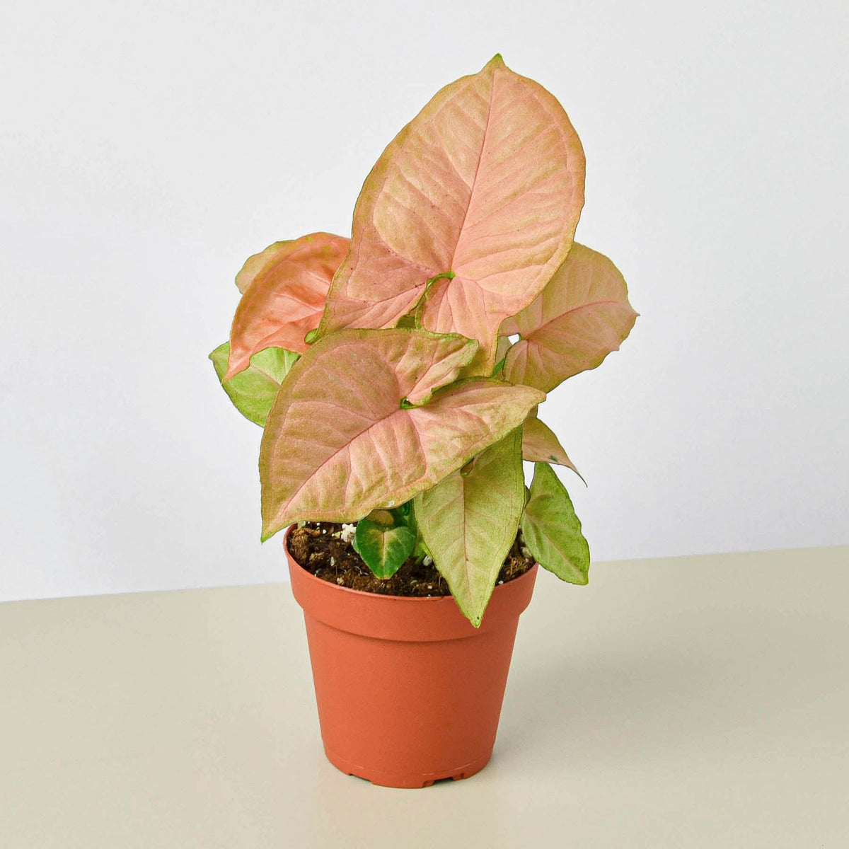 Syngonium Strawberry indoor plant with pink-tinged leaves in a terracotta pot on Tampa Home & Garden Store