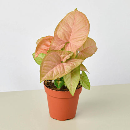Syngonium Strawberry indoor plant with pink-tinged leaves in a terracotta pot on Tampa Home & Garden Store