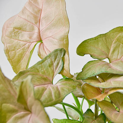 Syngonium Strawberry indoor plant pink leaves with green veins Rooted Treasures Farms on Tampa Home & Garden Store