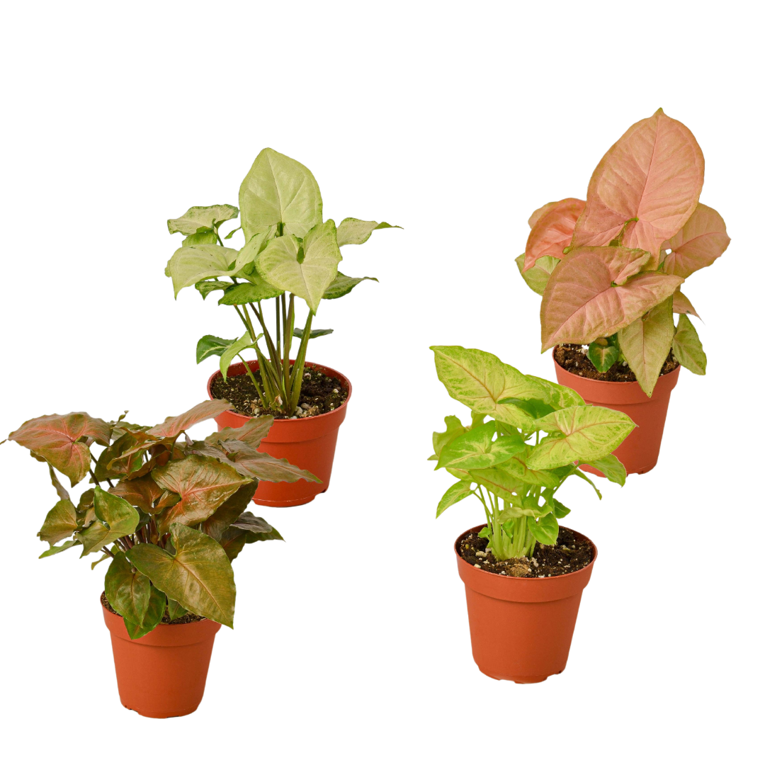 Syngonium Plants Arrowhead 4 Inch Pot Live Plant