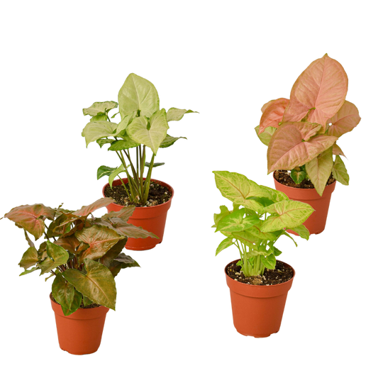 Four Syngonium arrowhead houseplants in 4-inch pots, green and pink leaves, live plants on Tampa Home & Garden Store