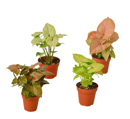 Syngonium Plants Arrowhead 4 Inch Pot Live Plant