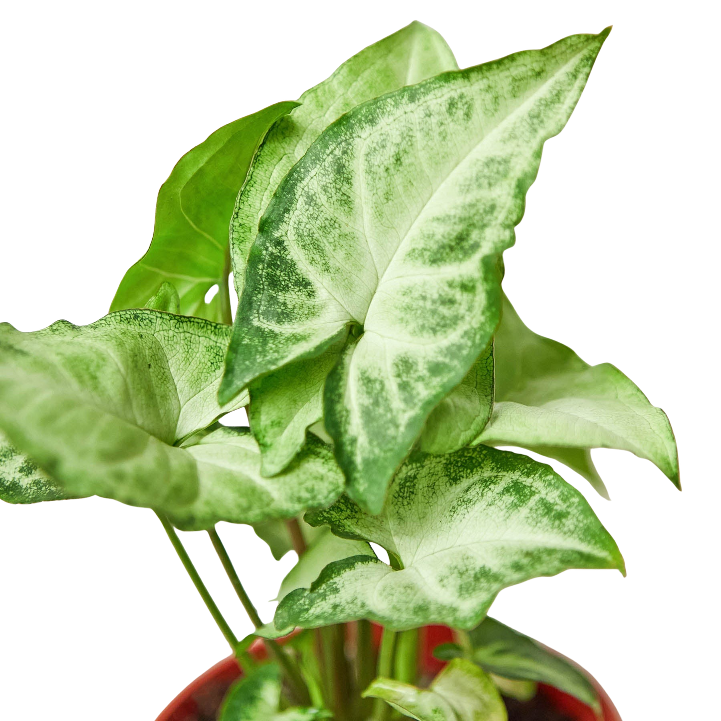 Syngonium White Butterfly potted houseplant with variegated green and white leaves in a red pot on Tampa Home & Garden Store