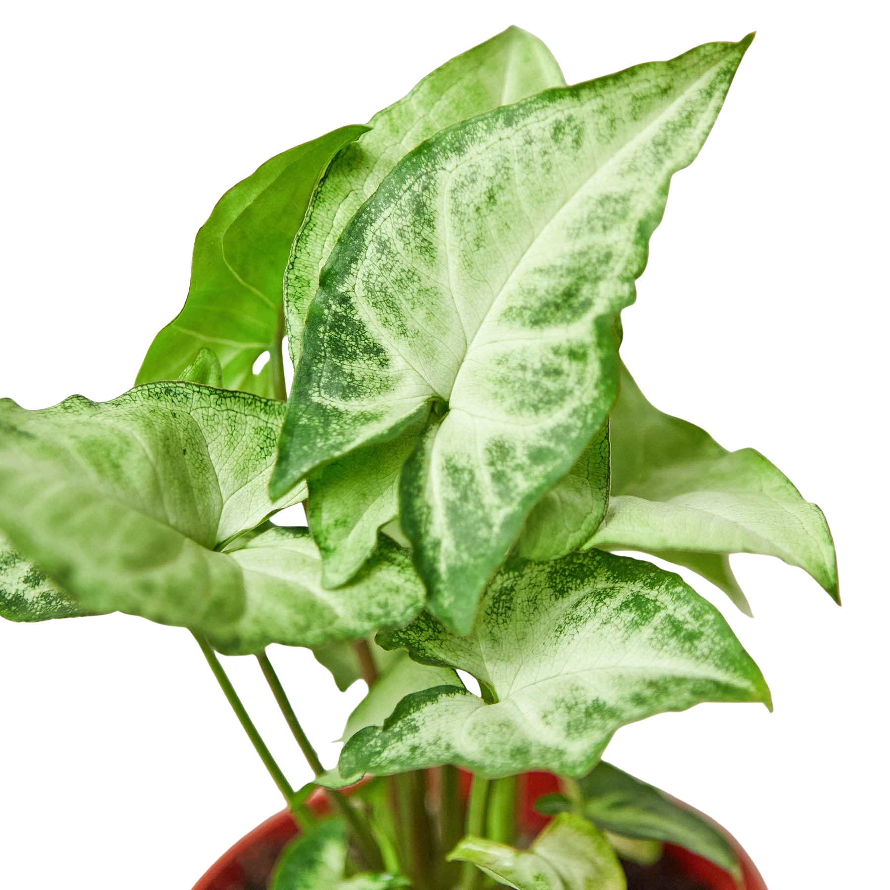 Syngonium White Butterfly potted houseplant with variegated green and white leaves in a red pot on Tampa Home & Garden Store