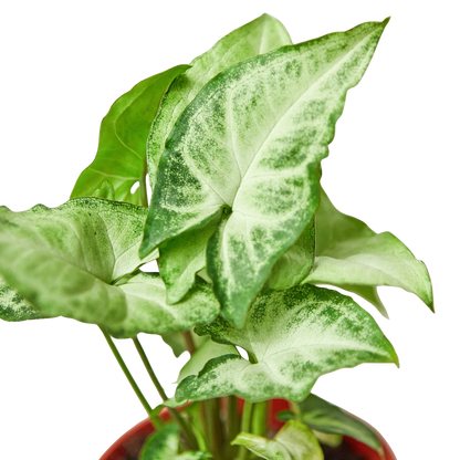 Syngonium White Butterfly potted houseplant with variegated green and white leaves in a red pot on Tampa Home & Garden Store