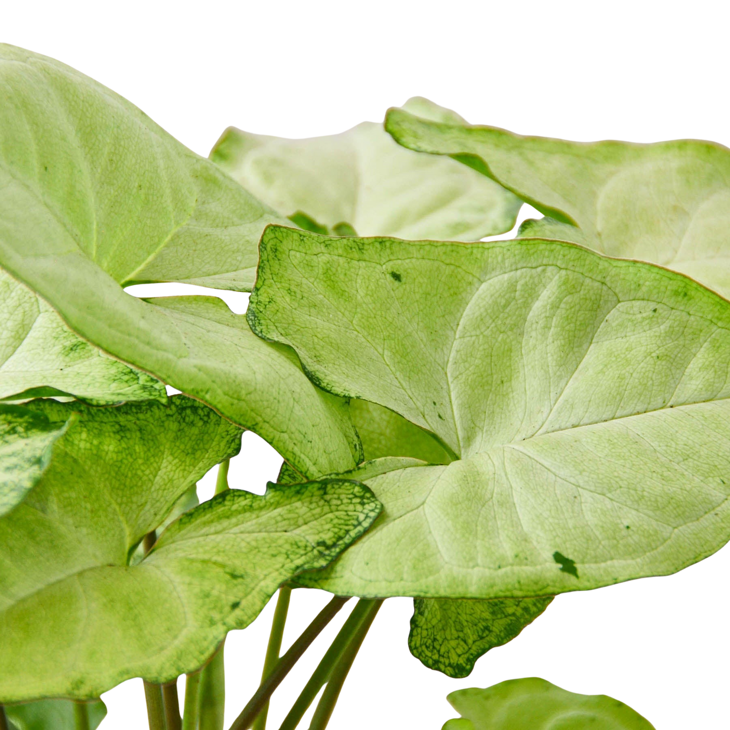 Syngonium White Butterfly indoor potted plant with lime-green leaves Rooted Treasures Farms on Tampa Home & Garden Store