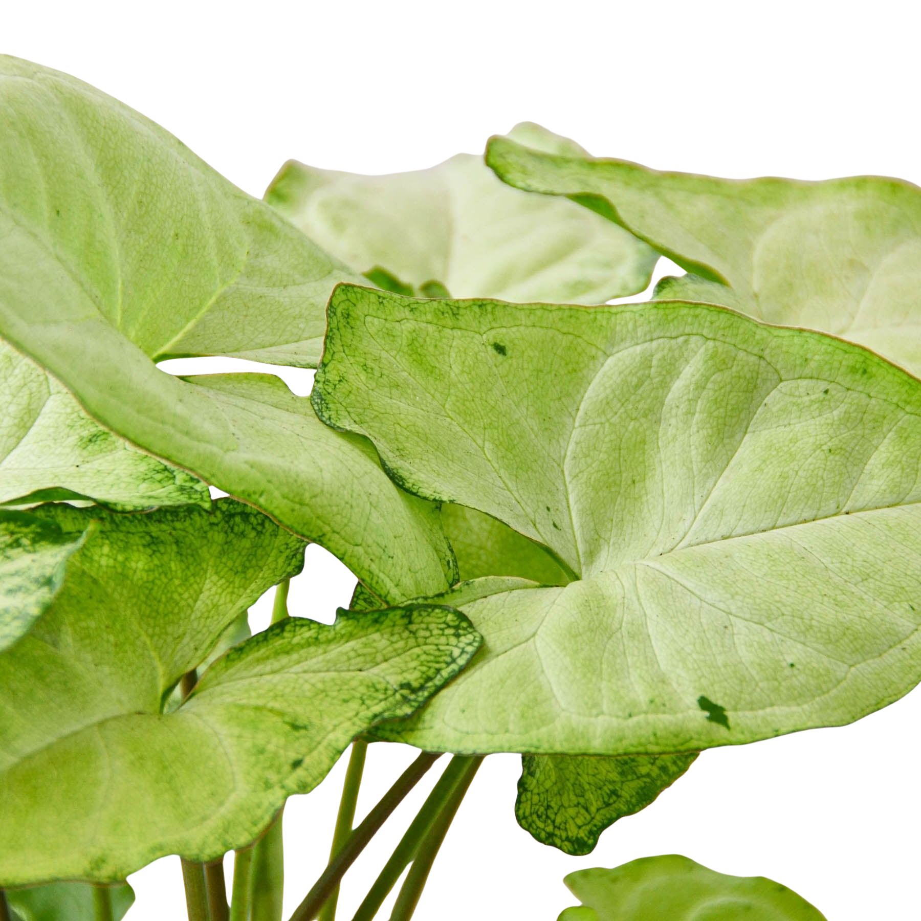 Syngonium White Butterfly indoor potted plant with lime-green leaves Rooted Treasures Farms on Tampa Home & Garden Store