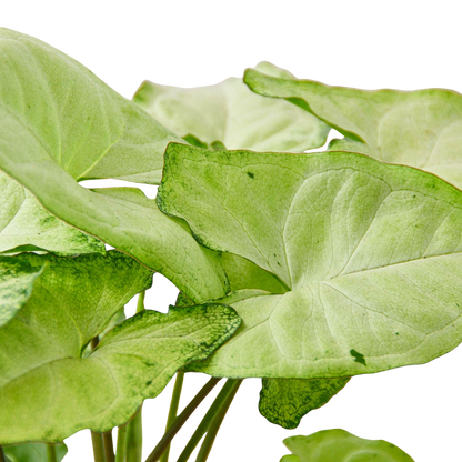 Syngonium White Butterfly indoor potted plant with lime-green leaves Rooted Treasures Farms on Tampa Home & Garden Store