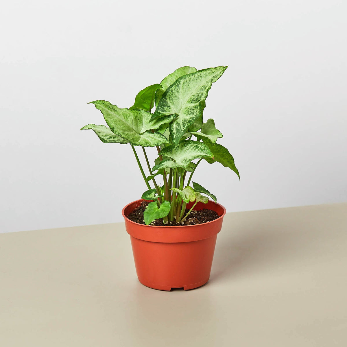 Syngonium White Butterfly indoor plant with green and white variegated leaves in a red pot on Tampa Home & Garden Store