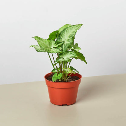 Syngonium White Butterfly indoor plant with green and white variegated leaves in a red pot on Tampa Home & Garden Store
