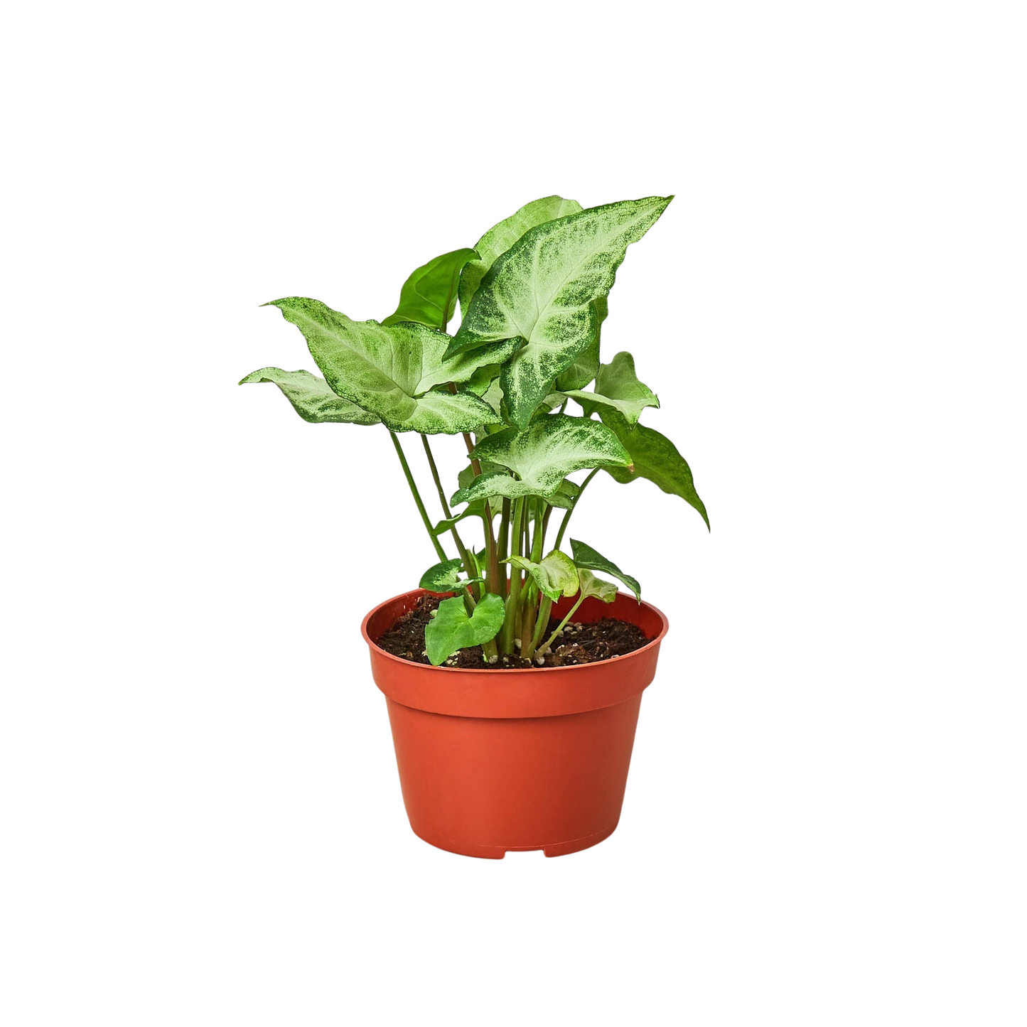 Syngonium White Butterfly indoor plant in a terracotta pot with green and white leaves on Tampa Home & Garden Store