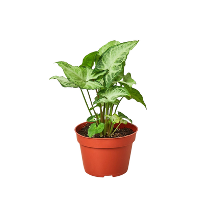 Syngonium White Butterfly indoor plant in a terracotta pot with green and white leaves on Tampa Home & Garden Store