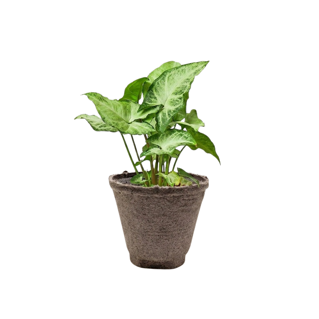 Syngonium White Butterfly indoor plant with green variegated leaves in a brown textured pot on Tampa Home & Garden Store