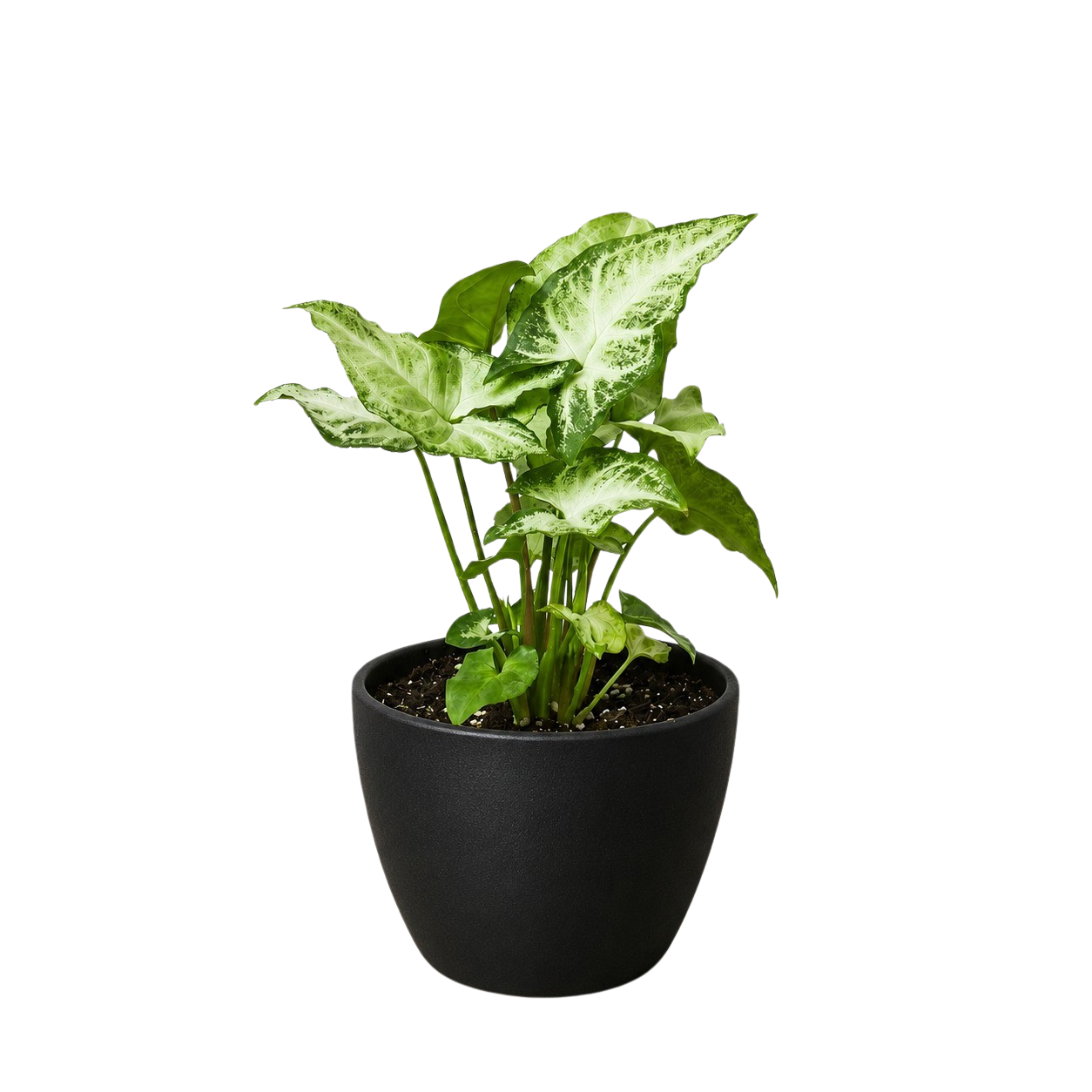 Syngonium White Butterfly indoor plant variegated leaves in black pot Rooted Treasures Farms on Tampa Home & Garden Store