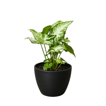 Syngonium White Butterfly indoor plant variegated leaves in black pot Rooted Treasures Farms on Tampa Home & Garden Store